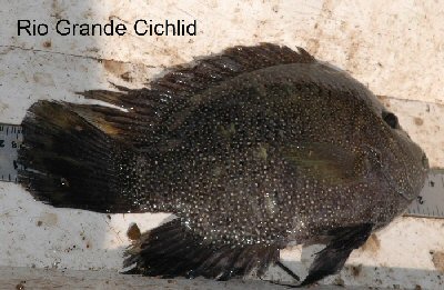 Rio Grande Cichlid picture 